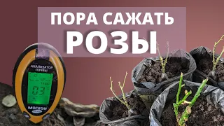 САЖАЕМ РОЗЫ! Куда, во что и с чем! 🌹 5 апреля 2024 г.