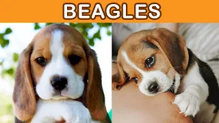 Adorable Beagle Dogs | Best from TikTok Compilation