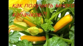 как получить много кабачков с одного куста