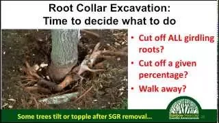 Webinar: Soil Management for Trees, Tips and Key Distinctions for Healthy Roots
