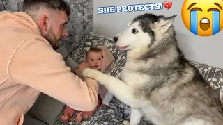 Savage Husky Protects Baby From Dad!!😭. [SHE GOES WILD!!!!]