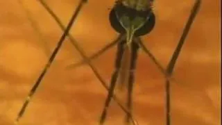 National Geographic: Комары-убийцы