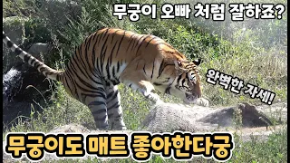 (4K) 무궁이 방해하던 태범이 결국 처절한 응징을 당하다!! - 백두대간수목원 / 한국호랑이 / 호랑이숲