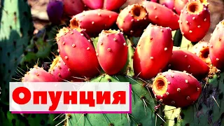 Опунция | Как это сделано