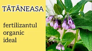 Tataneasa, fertilizantul organic ideal. 7 utilizari in gradina