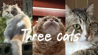 남의 집고양이 세 마리 | three cats in another's house | 人の家に猫三匹 | 人家三只猫 | แมวบ้าน 3 ตัว