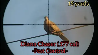 Diana Chaser .177 Cal Taking out Unwanted pest | Airguns Pest Control