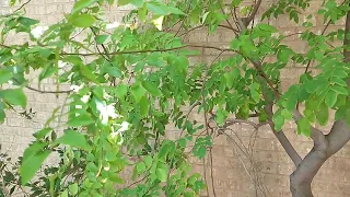 Tropical Fruit Tree Phoenix U of A Demo Garden