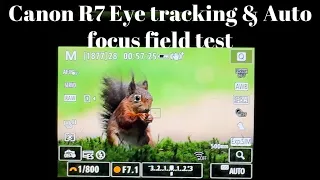 How good is Canon R7 & RF 100-500mm Eye tracking & autofocus speed live testing #birds #wildlife