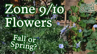 When To Plant Flowers & 6 Varieties Your Garden Should Have | Grow Your Own Bouquet in Zones 9 & 10