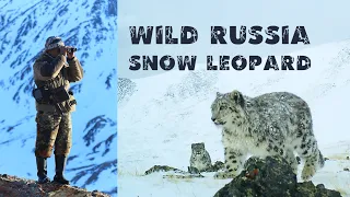 Photographing a snow leopard in Russia. Wild nature of Siberia. Mountain Altai.