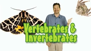 What's the difference between vertebrate & invertebrate animals? Kids science