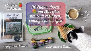 ☀️ 110 будни: Бульдог от Merejka, сэмплер от The Blue Flower, страусёнок, Гусь Хрустальный 🪿