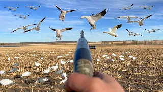 EPIC NonStop 152 Bird Snow Goose Hunting! (4 BANDS)