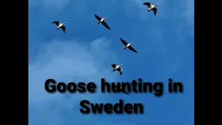 Goose hunting in Sweden 2021, Hanhijahti Ruotsissa