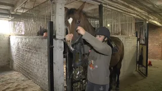 Конно спортивная школа - подготовка к соревнованиям