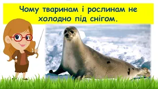 Чому тваринам і рослинам не холодно під снігом // Пізнаємо природу 6 клас