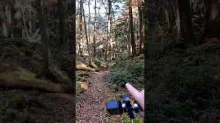 Aokigahara part 6