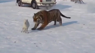 Tiger playing with a lamb