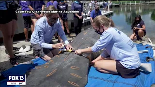 Tracking Chessie: Researchers monitoring manatee known for moving along Atlantic Coast