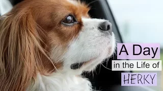 A Day in my Life: Herky the Cavalier | Cavalier King Charles Spaniel