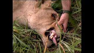 Mehlwanes, the lioness, eye op