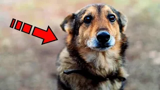 The dog cried in the shelter, seeing off its owners. You won't believe what happened next!