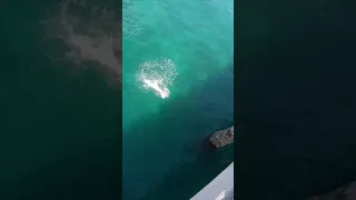 HUGE BARRACUDA(CATCH)!!!