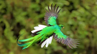 6 Most Beautiful Quetzals in the World