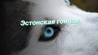 Эстонская гончая