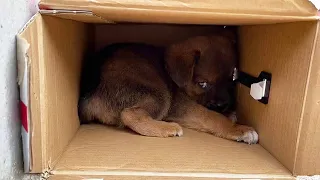 Another Puppy Was Abandoned, Looking At Me With Pitiful Eyes, Not Daring To Come Out To Eat