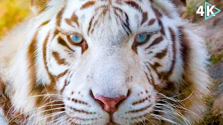 THE MOST AMAZING BIG CATS IN THE WORLD | BREATHTAKING NATURE | WILDLIFE | RELAXING MUSIC