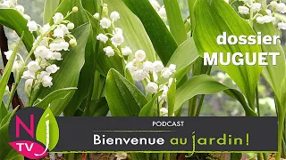 LE MUGUET PLANTE PORTE-BONHEUR : HISTOIRE, PLANTATION, CULTURE, PARFUM, TOXICITÉ