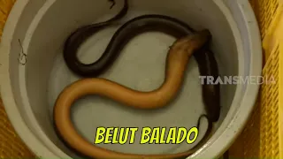 BELUT BALADO | JEJAK SI GUNDUL (29/01/21)