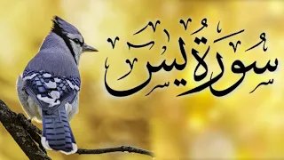 Surah Yaseen | quran tilawat | Episode 45 | Daily Quran Tilawat Surah Yasin Surah Rahman 4 Qul