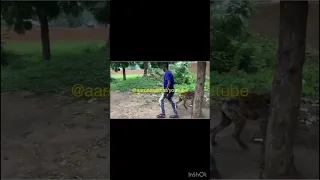 Nigerian Man beating Hyena for being stubborn. Full video in channel @aaronmashat   #naija #shorts