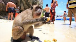 MONKEY BEACH ON PHI PHI ISLAND, CHEEKY MONKEYS ON MONKEY BEACH, PHI PHI ISLAND, THAILAND TRAVEL