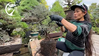 Corokia Cotoneaster Bonsai