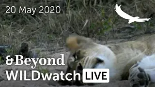 WILDwatch Live | 20 May, 2020 | Afternoon Safari | Ngala Private Game Reserve