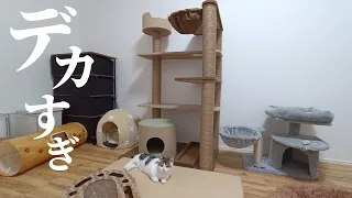 更に高所を目指す子猫に特大キャットタワーをプレゼントしてみた！