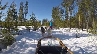 Dogsledding Rovaniemi