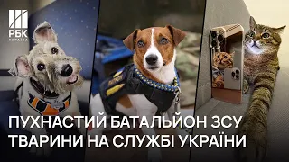 🐶🐱 Патрон і Степан - воїни ЗСУ / тварини на війні в Україні / Блог РБК-Україна