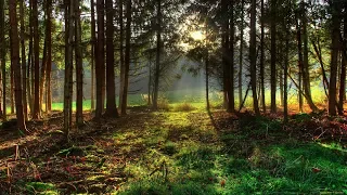 Canary and forest Singing a canary in the living forest Sounds of nature Singing canaries