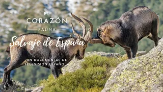 El corazón salvaje de España 🐗🦌🌳 Un documental del archivo @rtvedocumentales3800