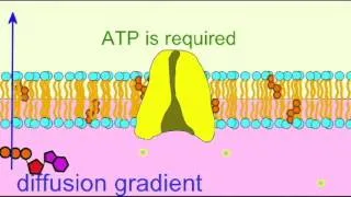 AP1: CELL MEMBRANE: PRIMARY ACTIVE TRANSPORT