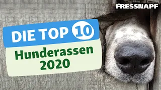 Top 10 Hunderassen (2020) - Die beliebtesten Hunderassen in Deutschland