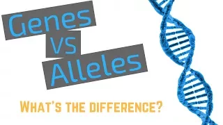 Genes vs Alleles