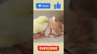 Kitten sleeps sweetly with the Chicken 🐥 #shorts #youtubeshorts #trending
