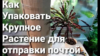 КАК  УПАКОВАТЬ КРУПНОЕ РАСТЕНИЕ,? / УПАКОВКА ДЛЯ ПОЧТЫ РОССИИ