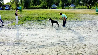 Nesebicno sam delio i delim savete i pomazem mladim odgajivacima Dobermana